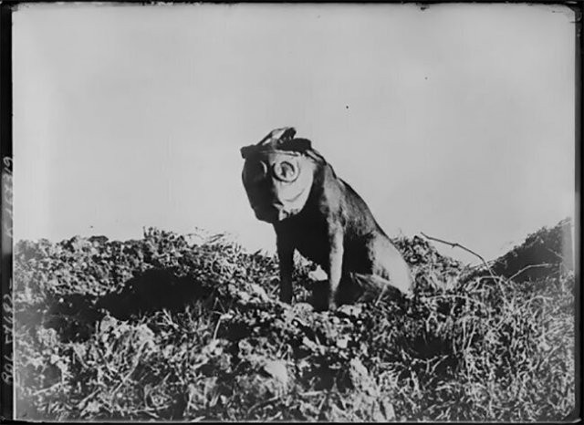 Собаки в противогазах во времена Первой Мировой войны (15 фото)