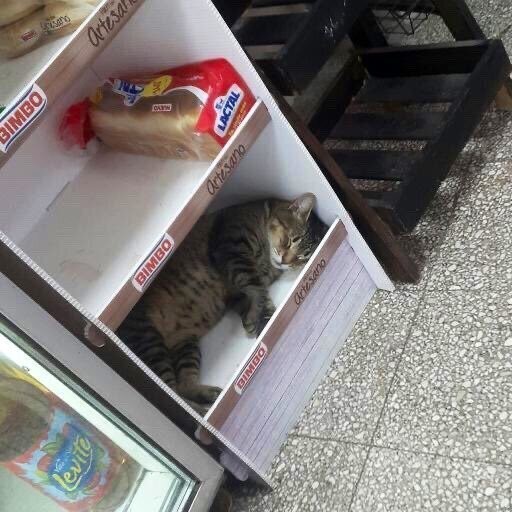 Забавные фотографии кошек в круглосуточных магазинах (31 фото)