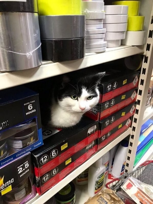Забавные фотографии кошек в круглосуточных магазинах (31 фото)