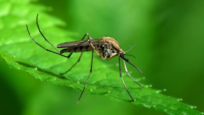 Для чего в Китае разводят комаров на специальном заводе (7 фото)