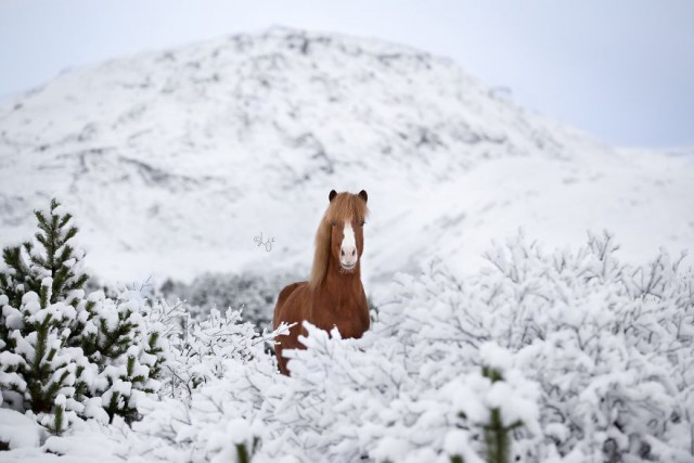 Лошади на фоне исландских пейзажей (21 фото)