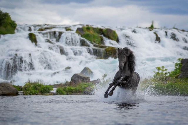 Лошади на фоне исландских пейзажей (21 фото)