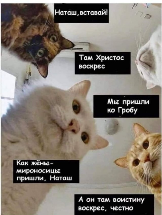 Печенеги, половцы, слабый рубль - что волнует котов и Наташу (14 фото)