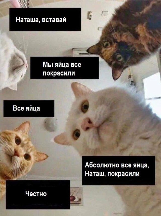 Печенеги, половцы, слабый рубль - что волнует котов и Наташу (14 фото)