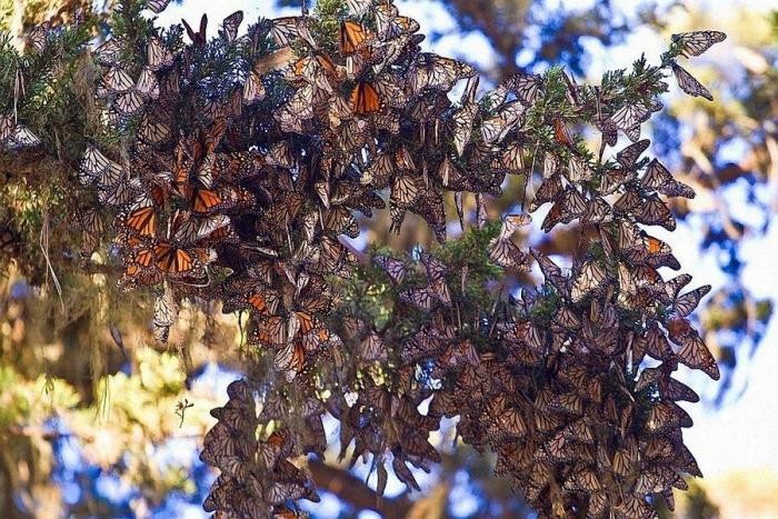 Красота удивительных природных явлений (15 фото)