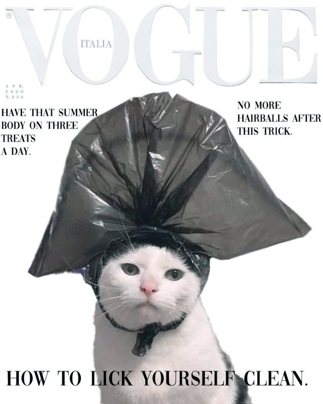 Хозяин сфотографировал своего кота с пакетом на голове (12 фото)