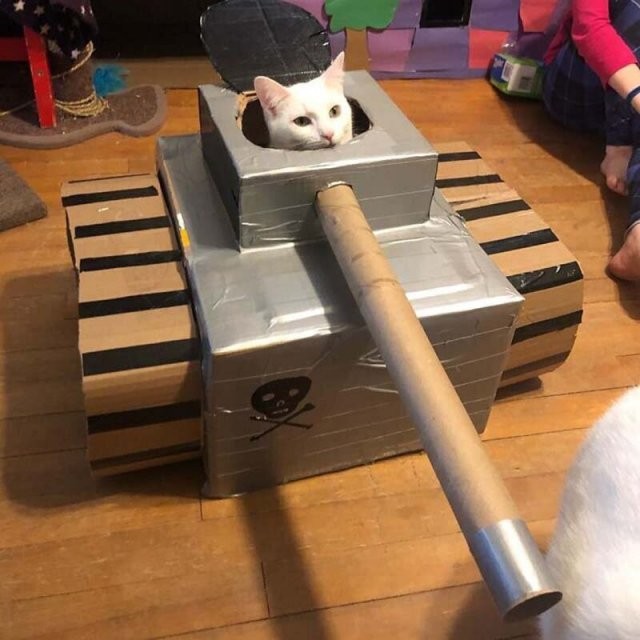 На карантине начали делать"бронетехнику"для котов из картона (15 фото)
