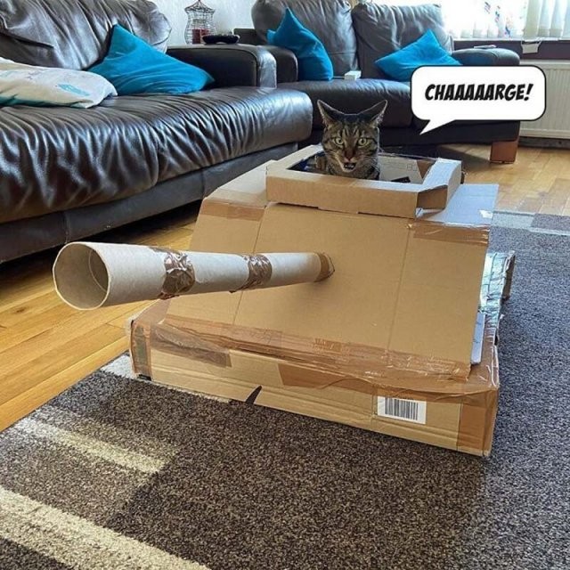 На карантине начали делать"бронетехнику"для котов из картона (15 фото)
