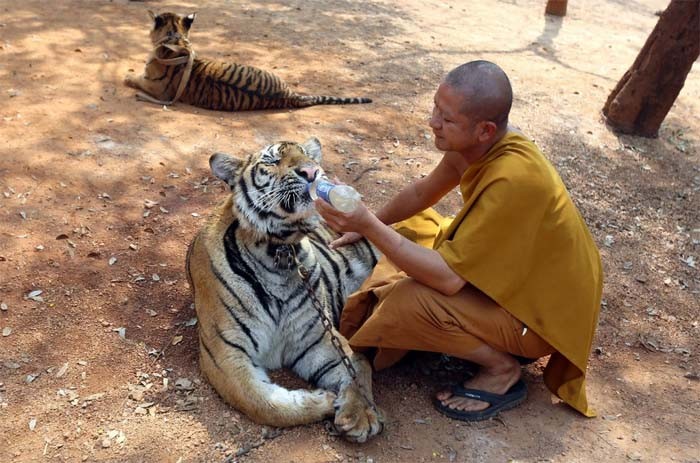 Почему в Таиланде закрыли тигриный монастырь (5 фото)
