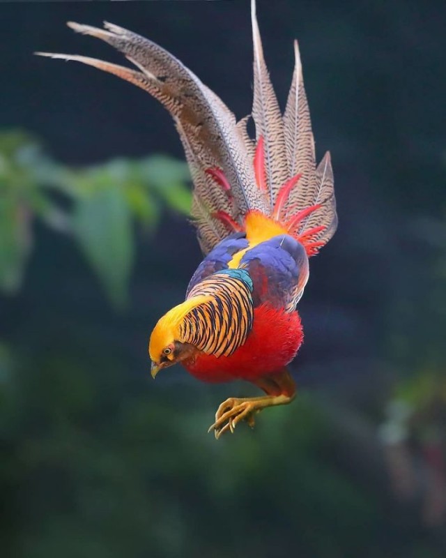 Прекрасные птицы, способные поразить вас своей красотой (19 фото)