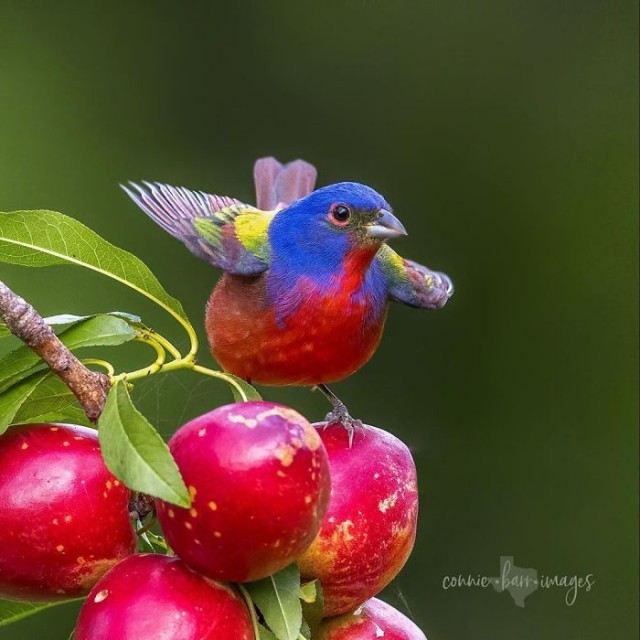 Прекрасные птицы, способные поразить вас своей красотой (19 фото)
