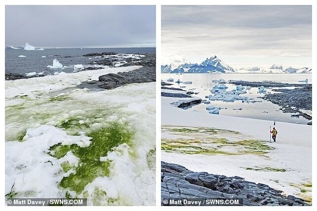 Антарктида стремительно зеленеет (5 фото)