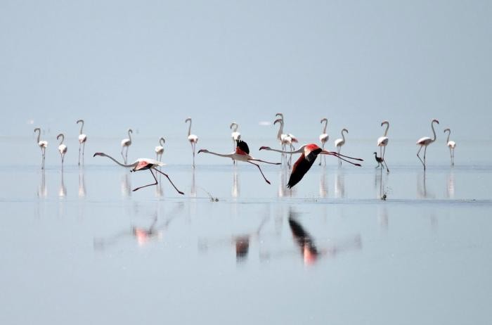 Танцы фламинго (19 фото)
