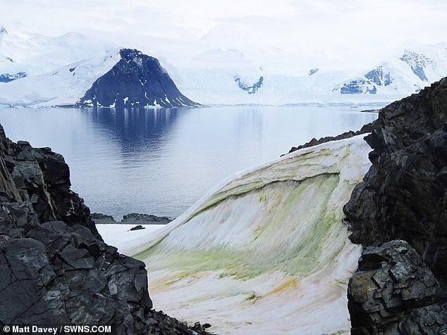 Антарктида стремительно зеленеет (6 фото)