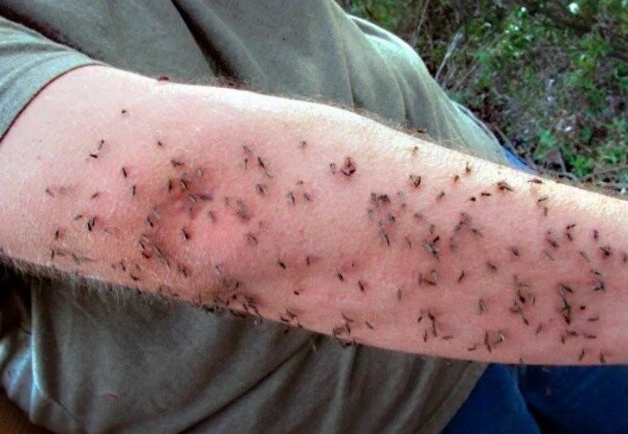 Каких людей предпочитают комары? Основные типажи (4 фото)