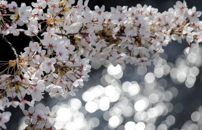 Японская традиция любования цветущей сакурой (21 фото)
