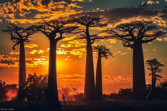 Лучшие фотографии Африки 2020 (32 фото)
