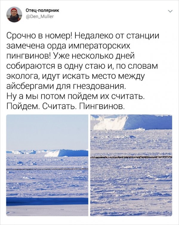 Подборка интересных твитов от полярника (25 фото)