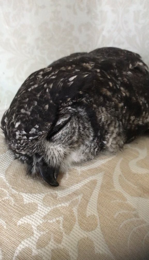 Сенсационное открытие: пользователи узнали, как спят совята (10 фото)