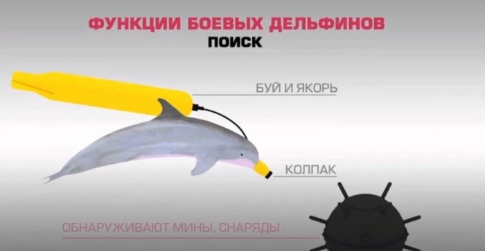 Существовали ли в Советском Союзе боевые дельфины (9 фото)