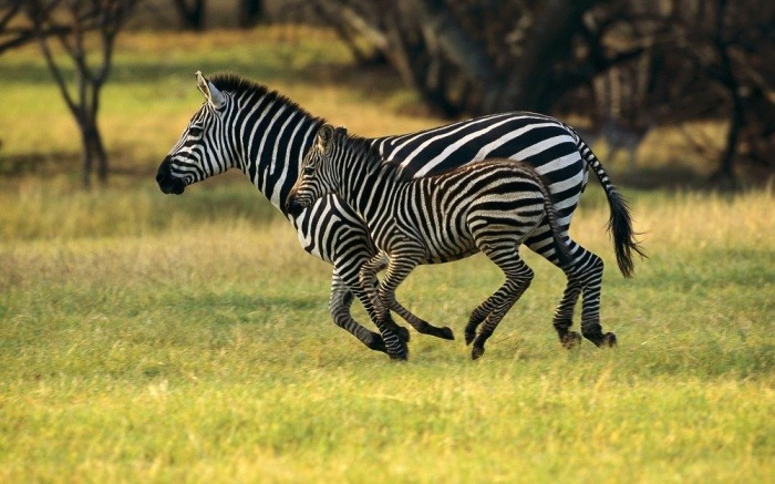 А вы знали, почему у зебр и бегемотов розовое молоко? (6 фото)
