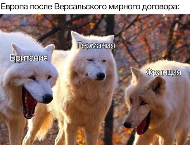 Новый мем про смеющихся волков взрывает социальные сети (12 фото)