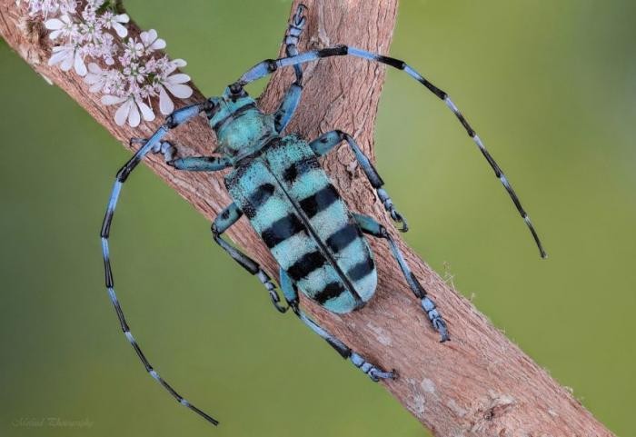 Восхитительные макрофотографии насекомых (23 фото)