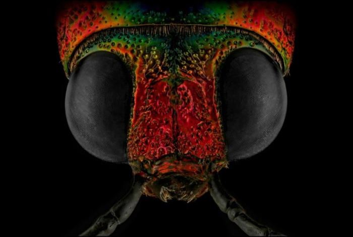 Восхитительные макрофотографии насекомых (23 фото)