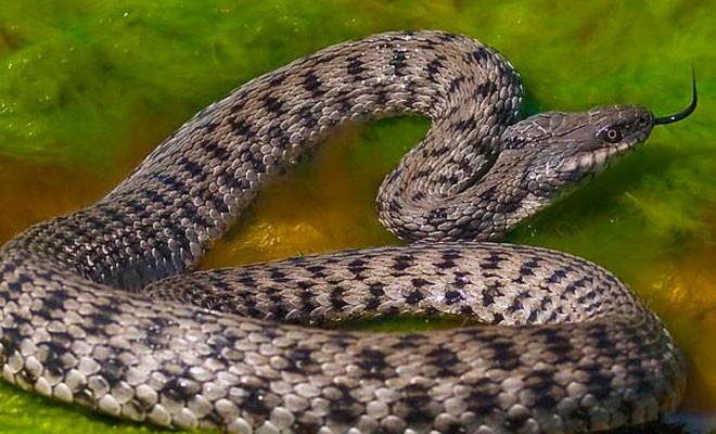 Основные различия двух похожих змей (3 фото)