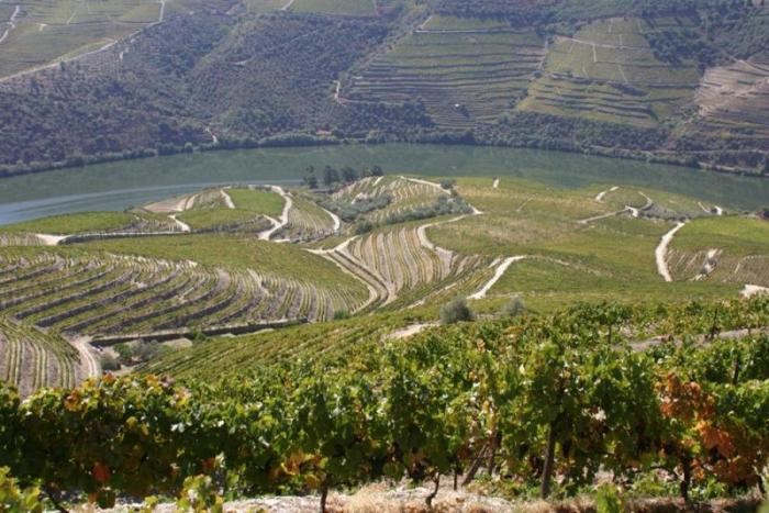 Виноградный уголок Португалии — долина Дору (16 фото)