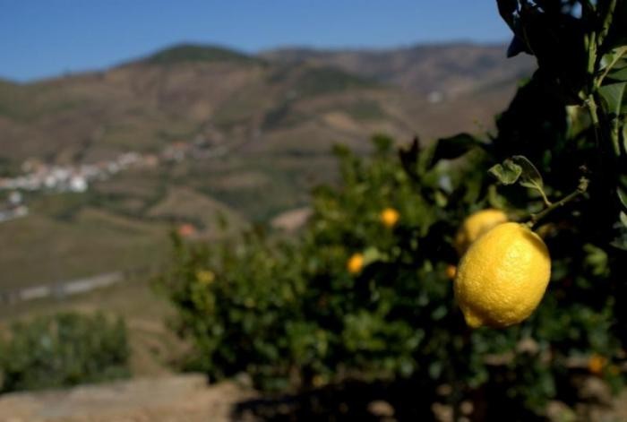 Виноградный уголок Португалии — долина Дору (16 фото)