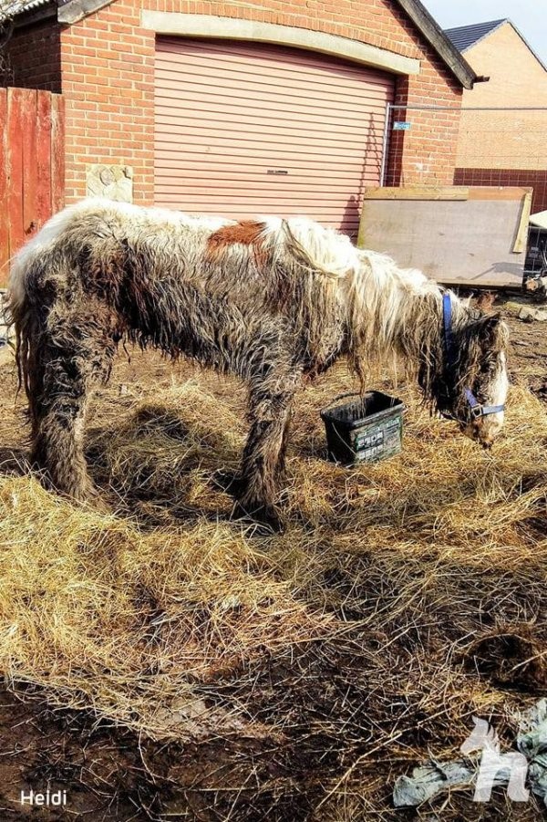 Волонтеры спасли лошадь, у которой почти не было шансов (8 фото)