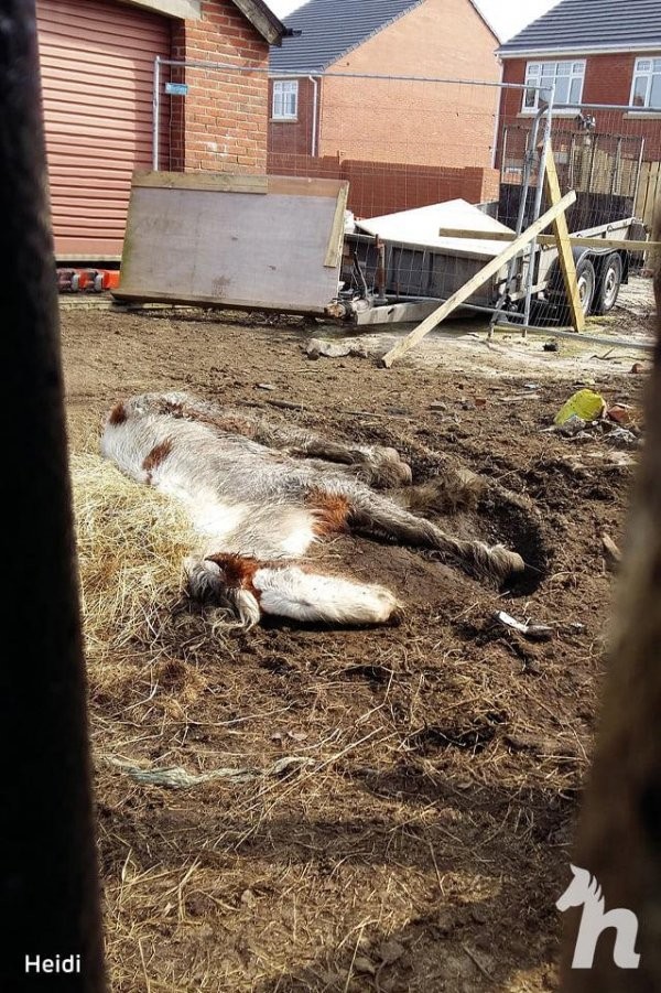 Волонтеры спасли лошадь, у которой почти не было шансов (8 фото)
