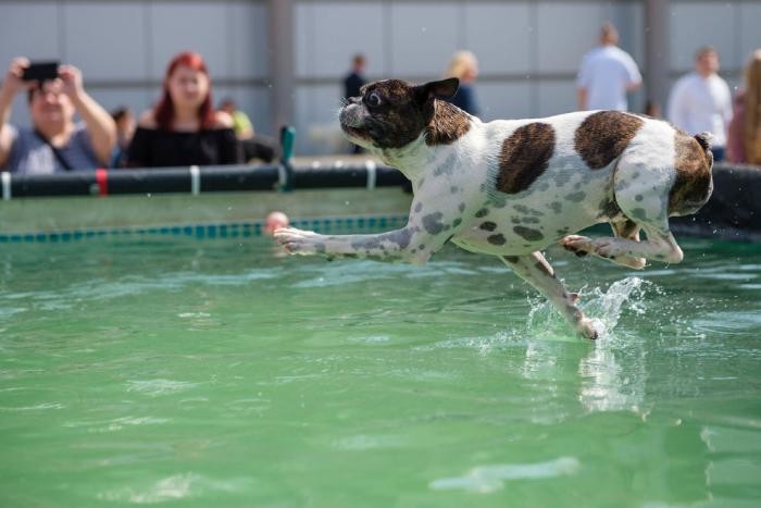 Собаки в воде (18 фото)