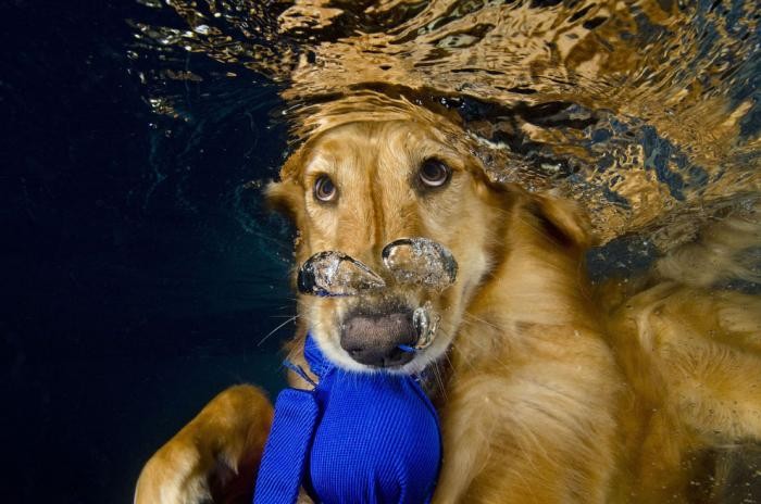 Собаки в воде (18 фото)