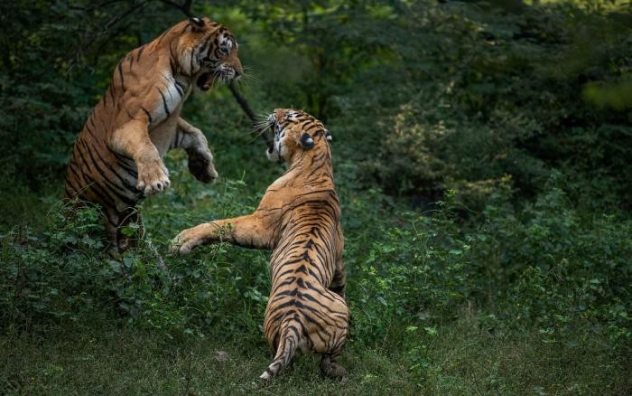 Схватка хищников в национальном парке Рантхамбор (4 фото)