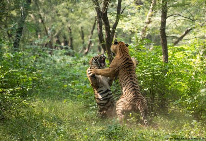 Схватка хищников в национальном парке Рантхамбор (4 фото)