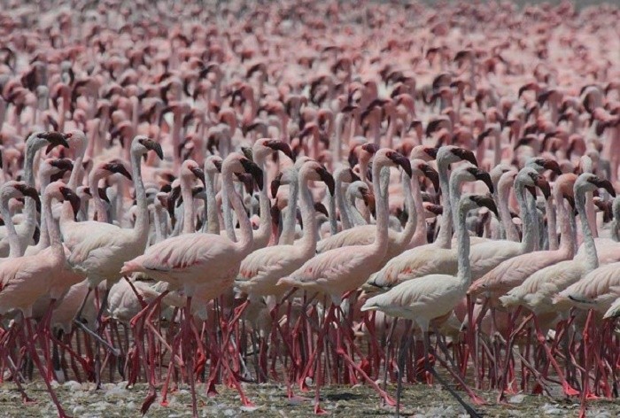 Озеро Богория: место, где можно увидеть около 2 милл фламинго (8 фото)