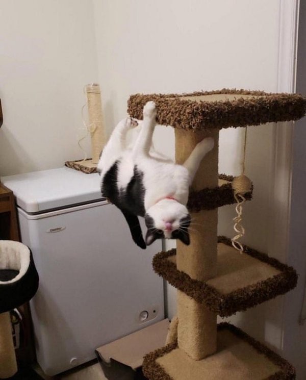 Коты, над которыми не властны законы физики (16 фото)