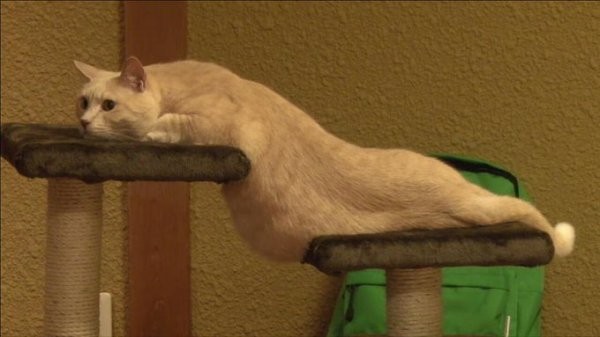 Коты, над которыми не властны законы физики (16 фото)