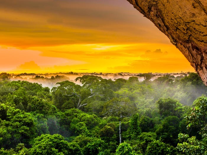 Красивейшие леса мира, которые показывают силу Матери Природы (12 фото
