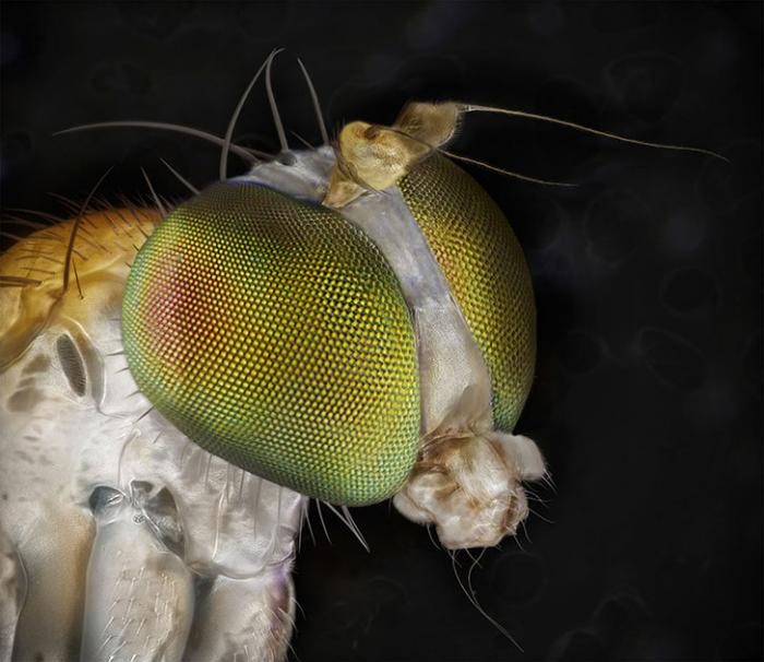Необычные портреты знакомых вам насекомых (9 фото)