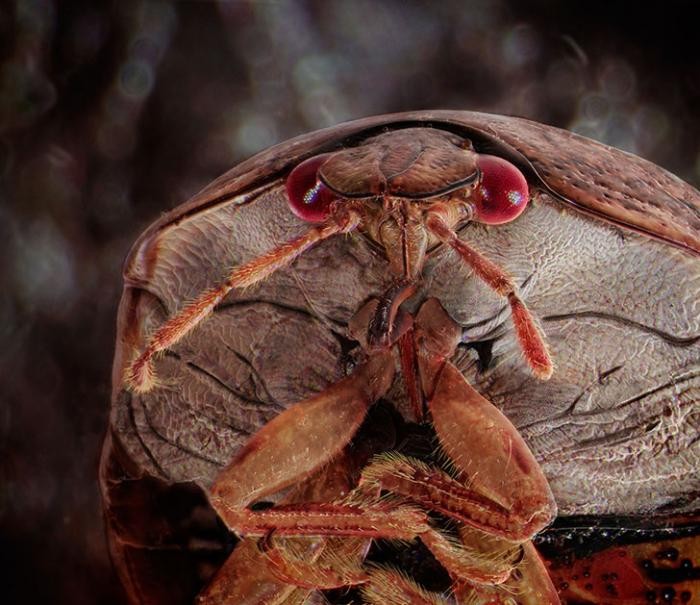 Необычные портреты знакомых вам насекомых (9 фото)