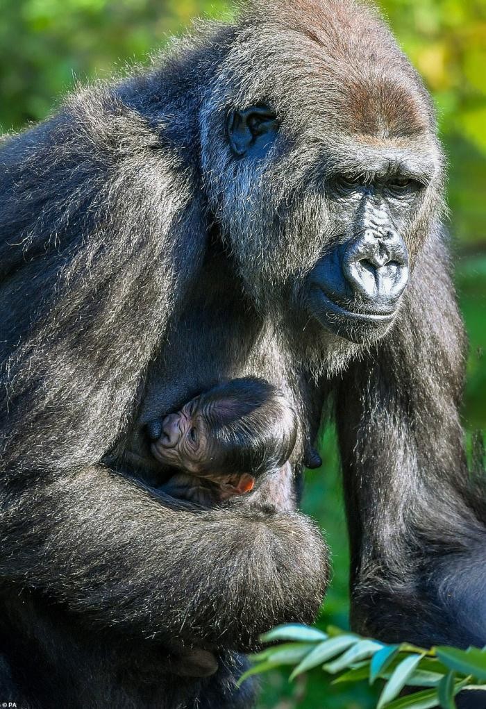 Фотографии новорожденной гориллы и ее мамы (8 фото)