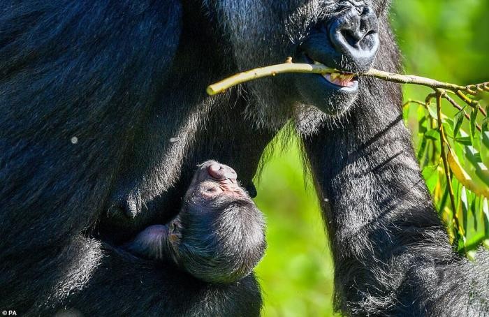 Фотографии новорожденной гориллы и ее мамы (8 фото)