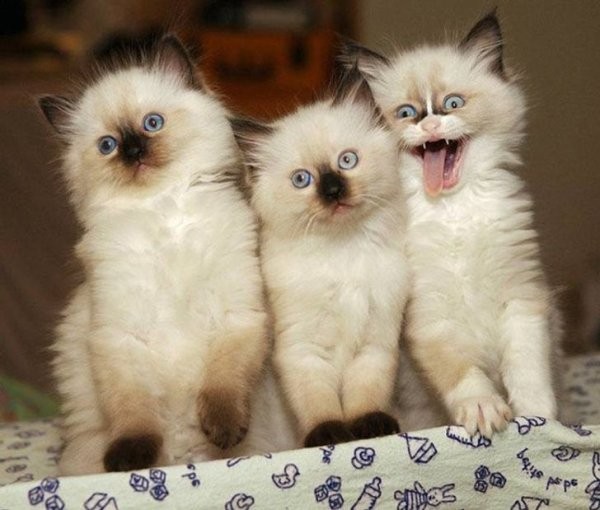 Забавные коты, у которых сбились заводские настройки (19 фото)