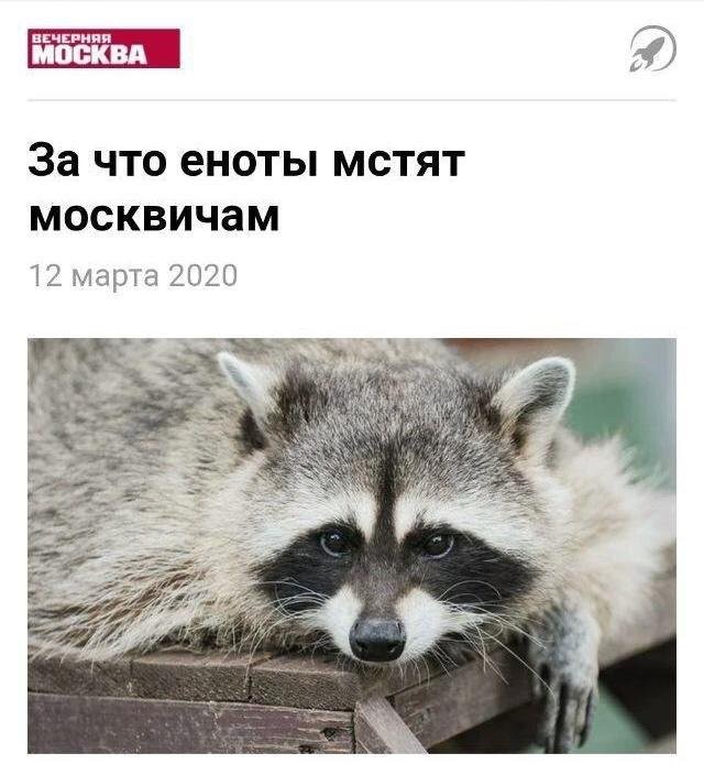 Заголовки в российских СМИ, после которых впадаешь в ступор (10 фото)