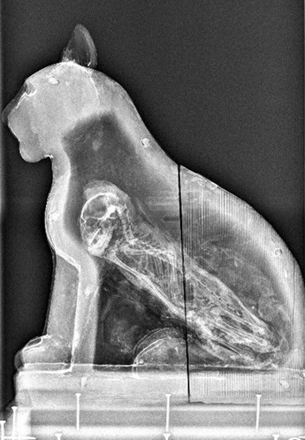 Занимательный рентген: подборка интересных снимков (16 фото)