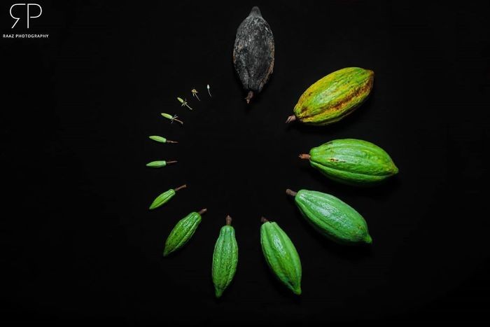 Люди делятся фотографиями жизненных циклов растений и других живых существ (15 фото)