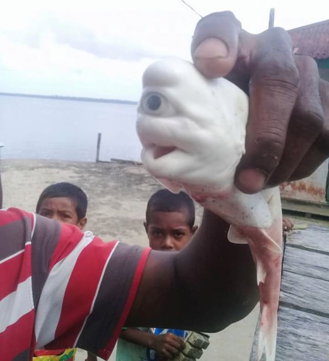 Циклоп со дна морского: индонезийские рыбаки выловили загадочное существо (4 фото)